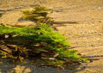 What Is Sea Moss Gel and How Is It Made?
