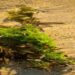 What Is Sea Moss Gel and How Is It Made?