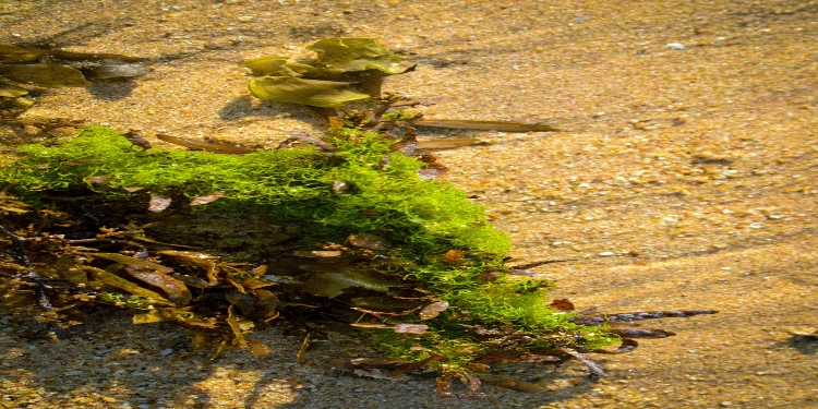 What Is Sea Moss Gel and How Is It Made?