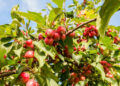 Apple Trees