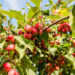 Apple Trees