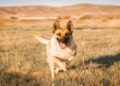 Two New Movies That Give Dogs Starring Roles in 2026