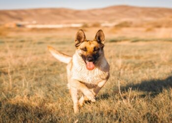 Two New Movies That Give Dogs Starring Roles in 2026