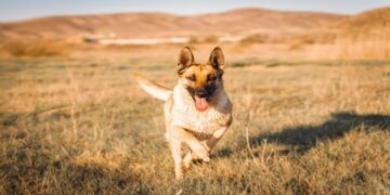 Two New Movies That Give Dogs Starring Roles in 2026