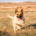 Two New Movies That Give Dogs Starring Roles in 2026
