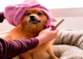How Often Should You Bathe Your Dog? A Coat-and-Lifestyle Guide