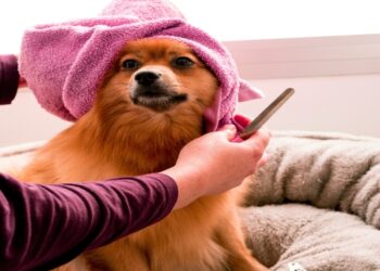 How Often Should You Bathe Your Dog? A Coat-and-Lifestyle Guide