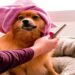 How Often Should You Bathe Your Dog? A Coat-and-Lifestyle Guide