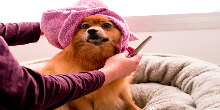 How Often Should You Bathe Your Dog? A Coat-and-Lifestyle Guide