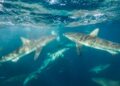Shark Cage