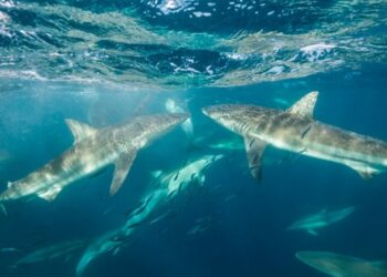 Shark Cage