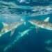 Shark Cage