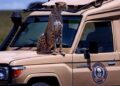 Tanzania Safari