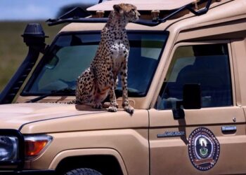 Tanzania Safari
