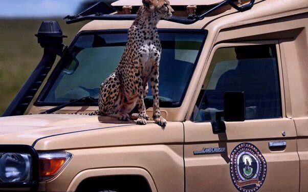 Tanzania Safari