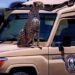 Tanzania Safari