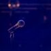 British Comedians