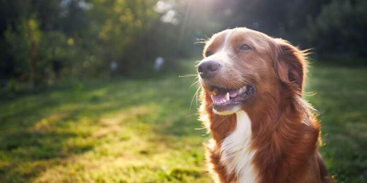 pet food